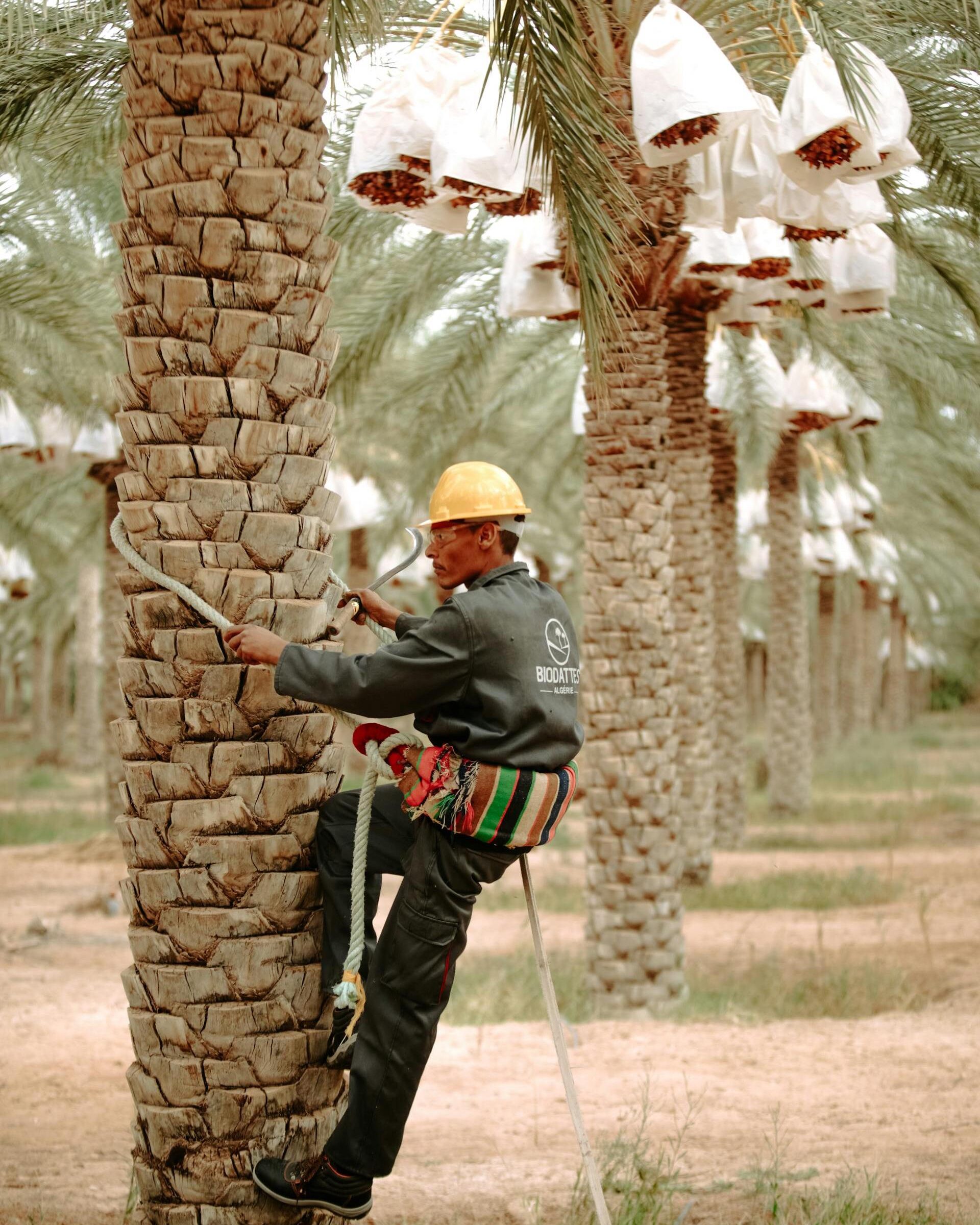 dates-palm-farming